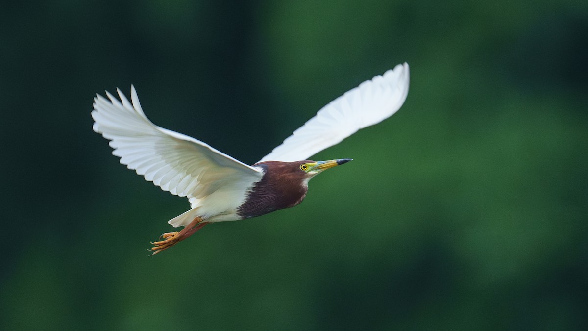 Chinese Pond-Heron - Zongzhuang Liu