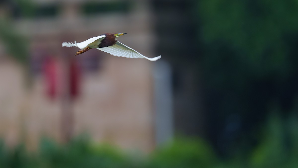 Chinese Pond-Heron - Zongzhuang Liu