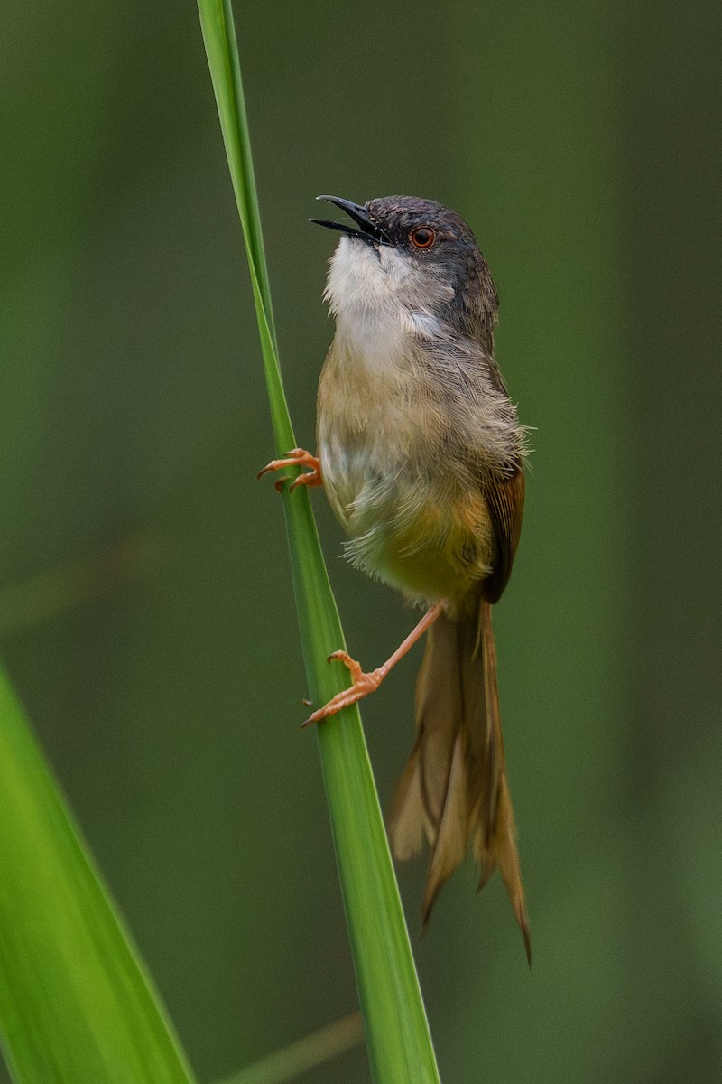 Yellow-bellied Prinia - Zongzhuang Liu