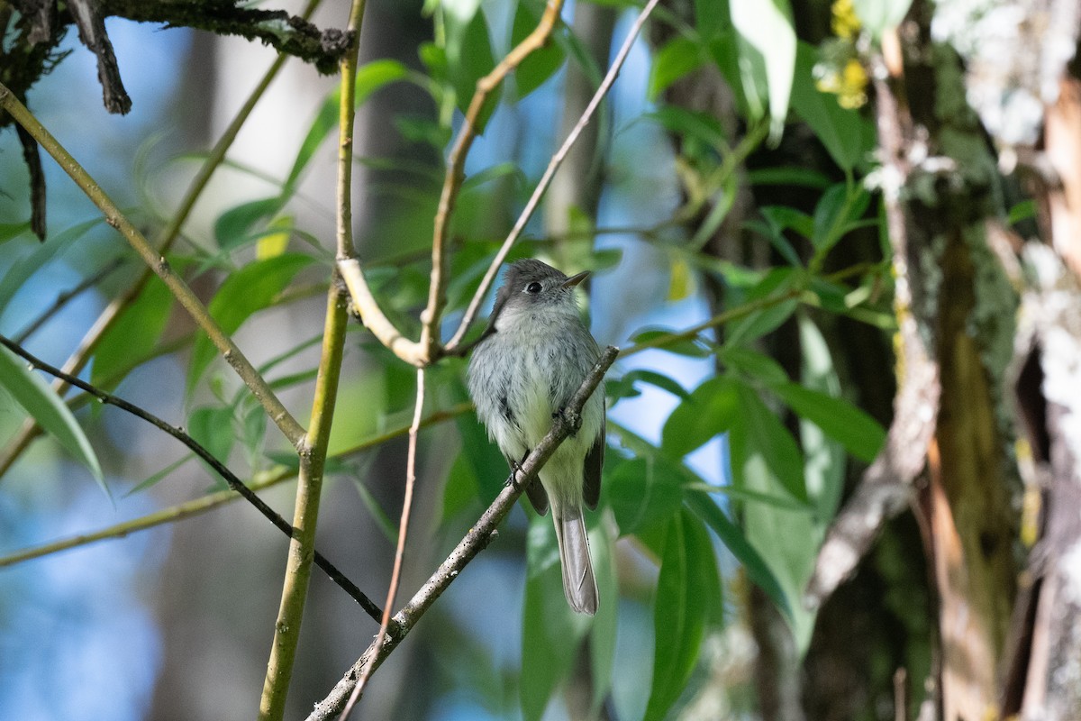 Dusky Flycatcher - ML618195668