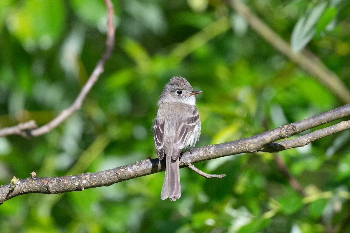 Dusky Flycatcher - ML618195670