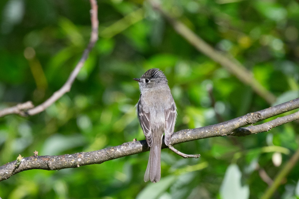 Dusky Flycatcher - ML618195671