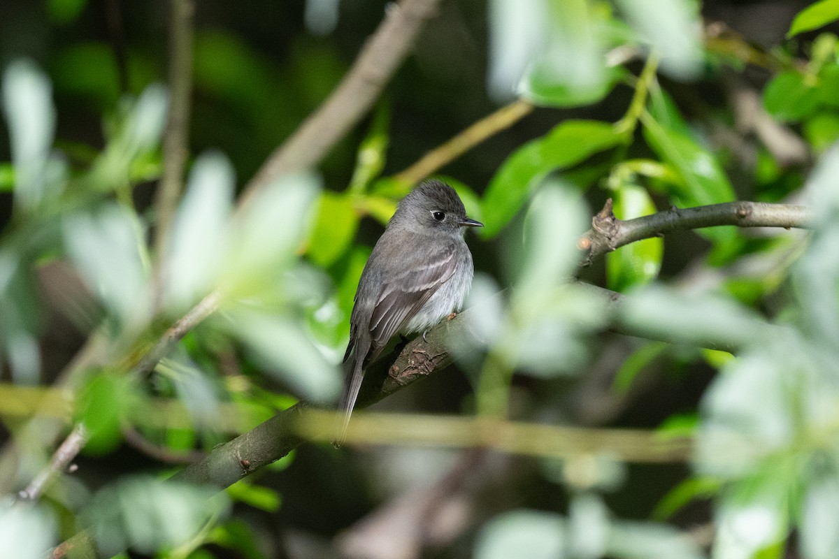 Dusky Flycatcher - ML618195672