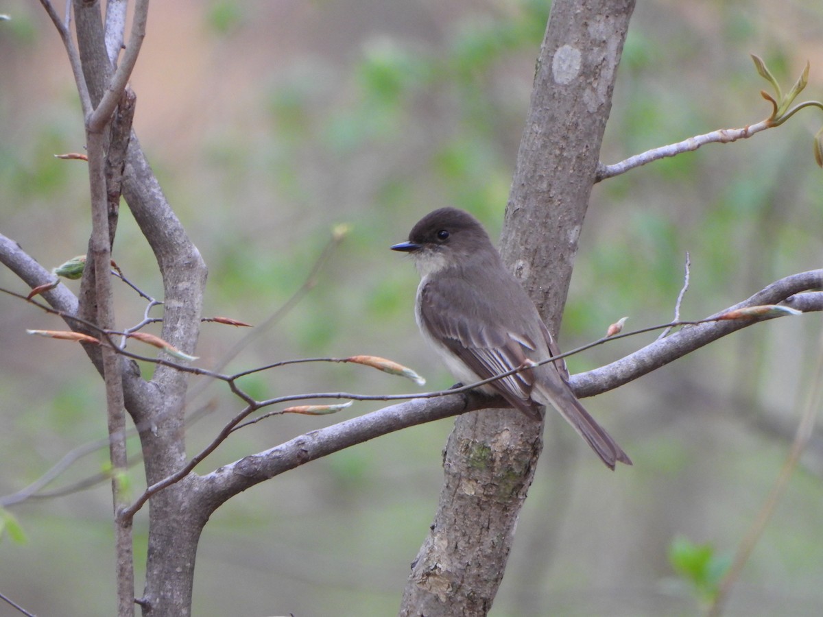 Eastern Phoebe - ML618195688