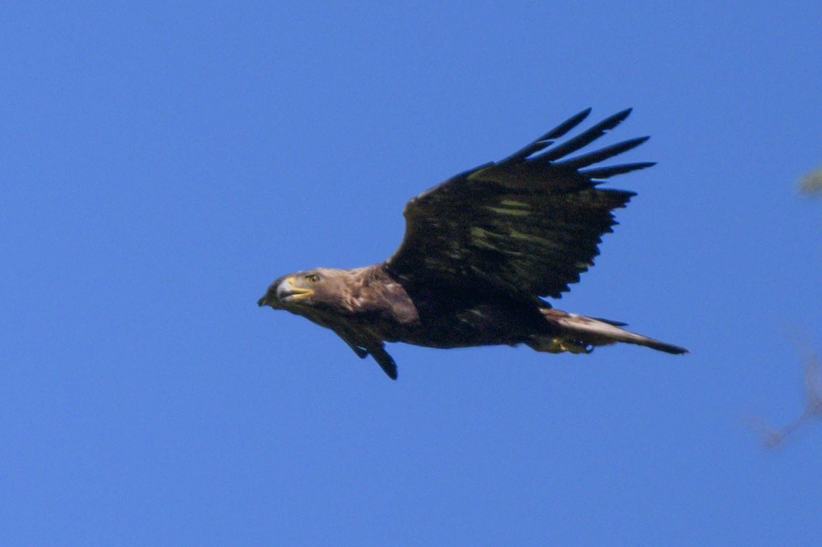 Golden Eagle - Curt Bianchi