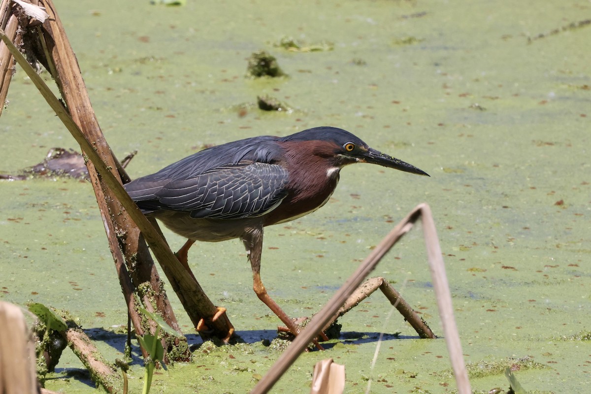 Green Heron - Alice Church