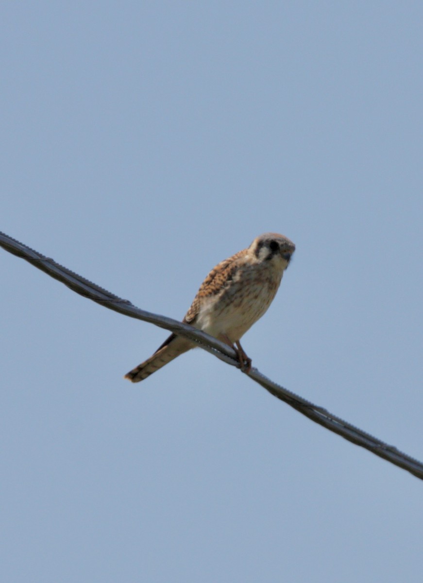 American Kestrel - ML618195723