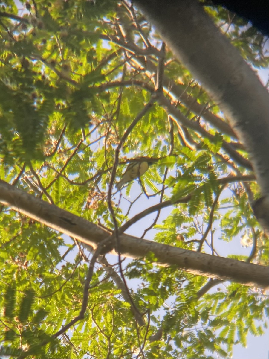 Black-throated Green Warbler - ML618195768