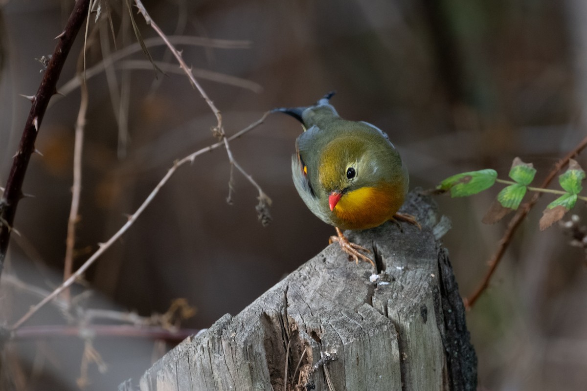 Red-billed Leiothrix - ML618195800