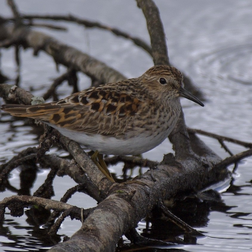 Least Sandpiper - Tim Vogan