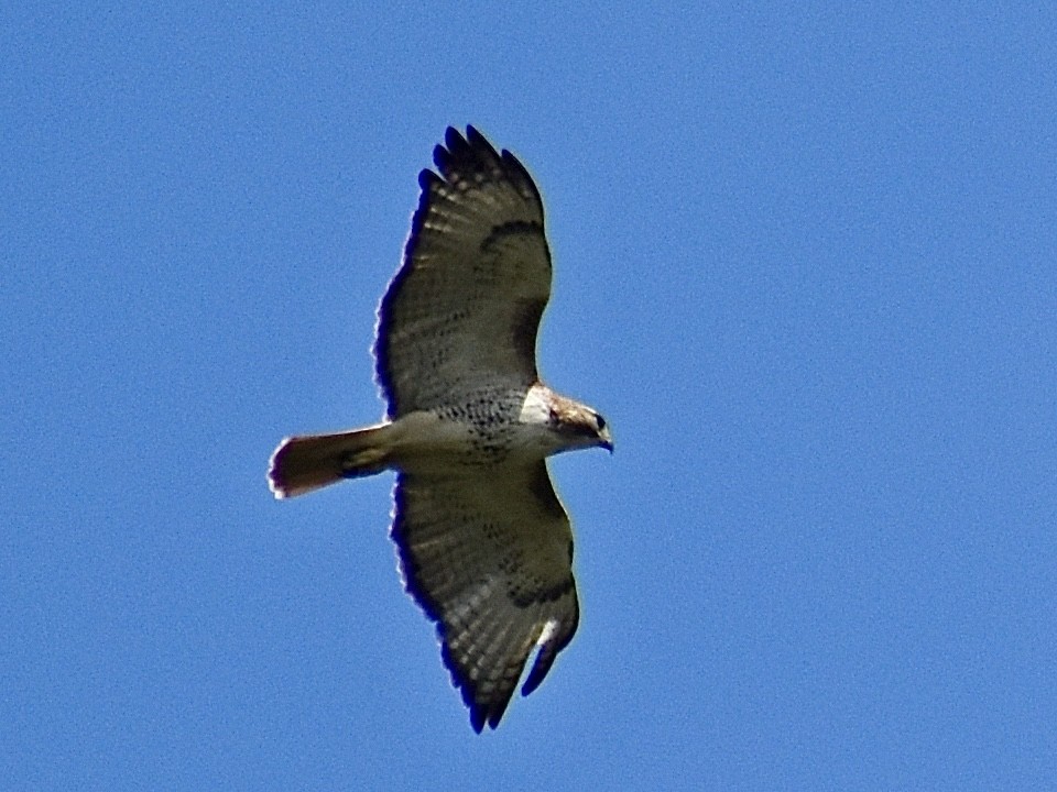 Red-tailed Hawk - Dawn Pietrykowski