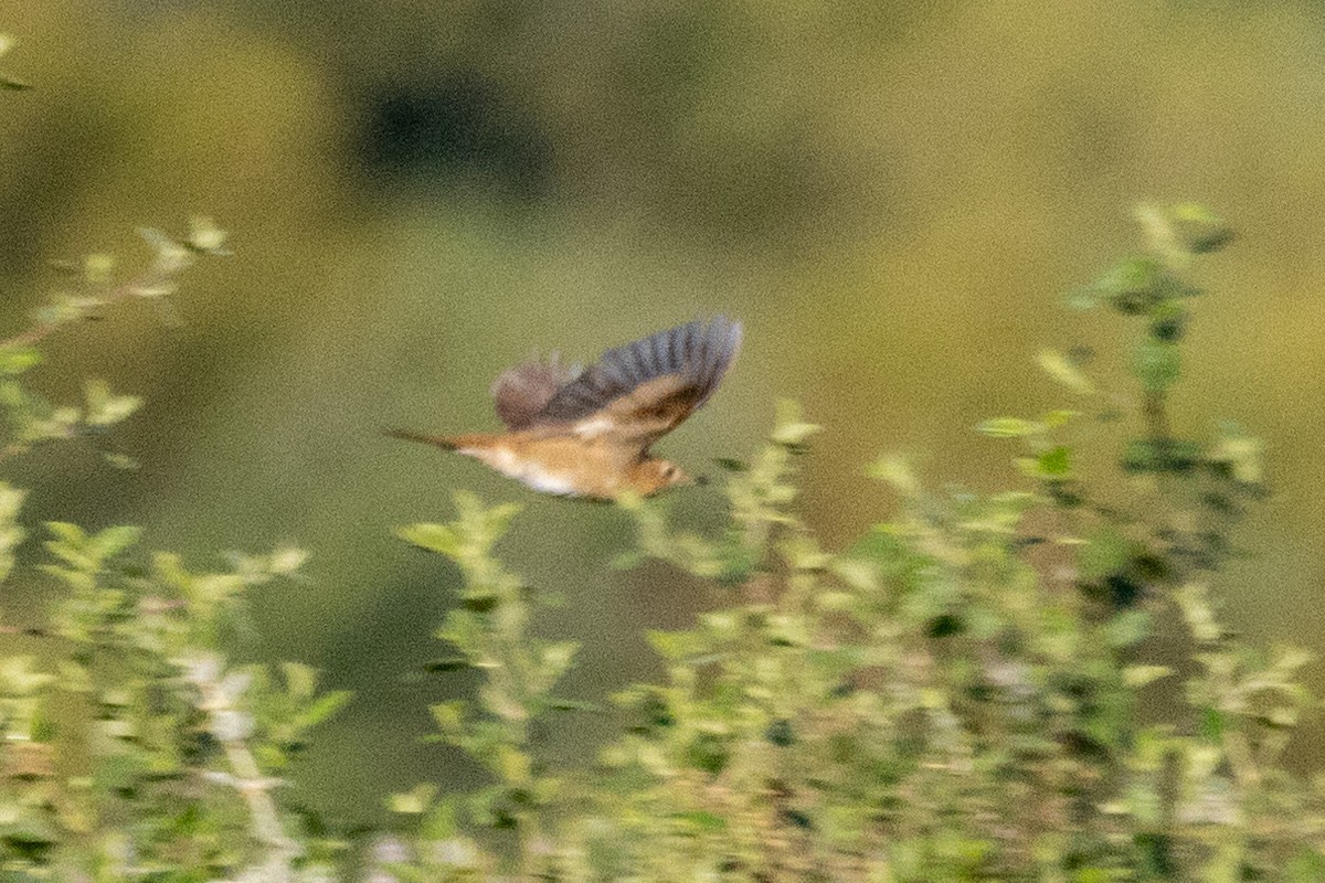 Swainson's Thrush - Russell Campbell