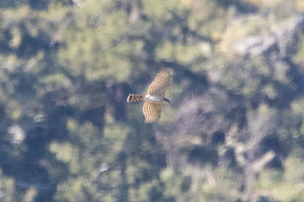 Sharp-shinned Hawk - ML618195856