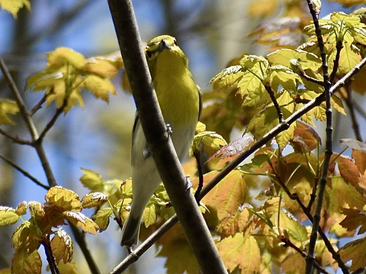 Yellow-throated Vireo - Dawn Pietrykowski