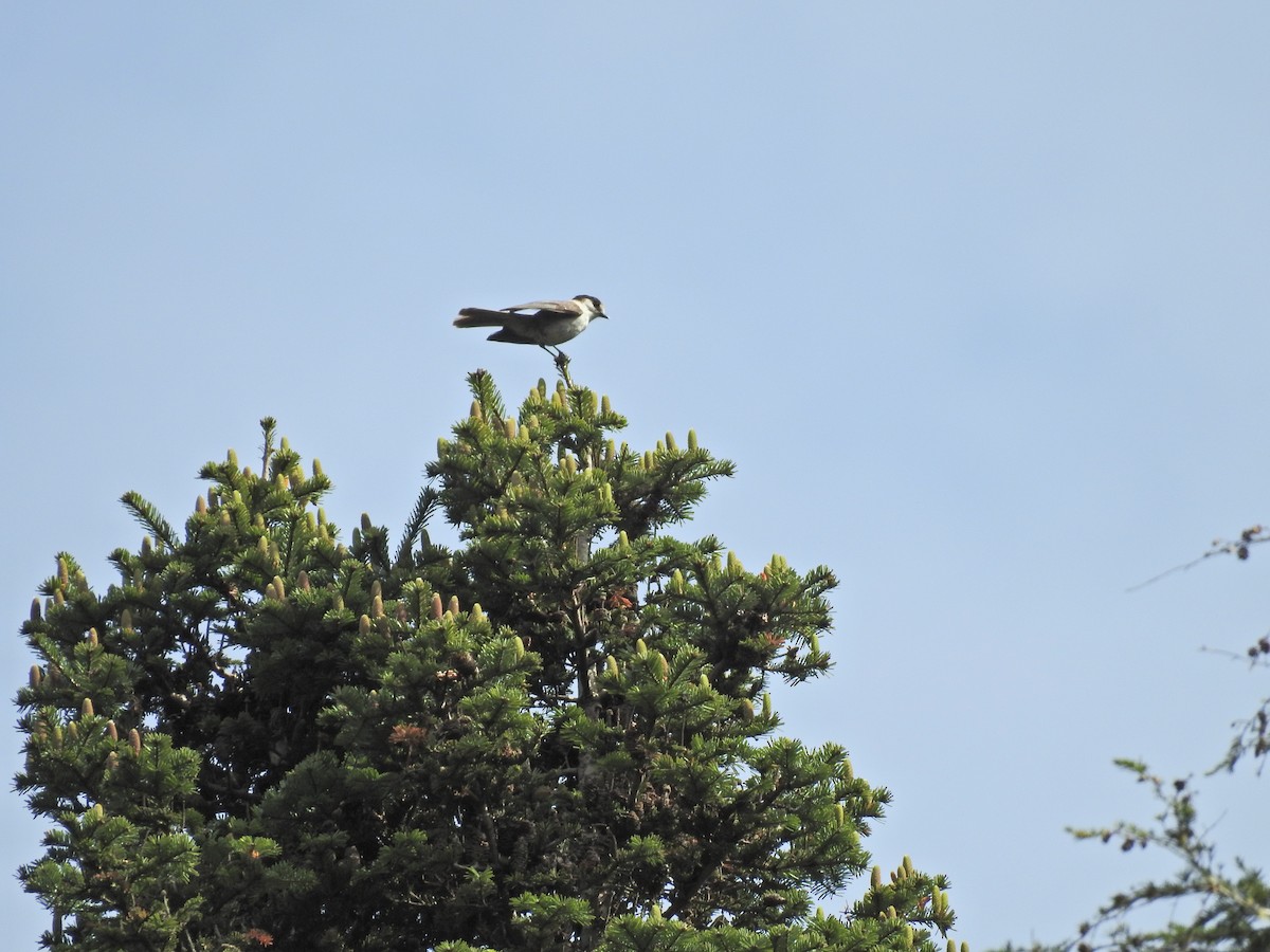 Canada Jay - Sam Talarigo