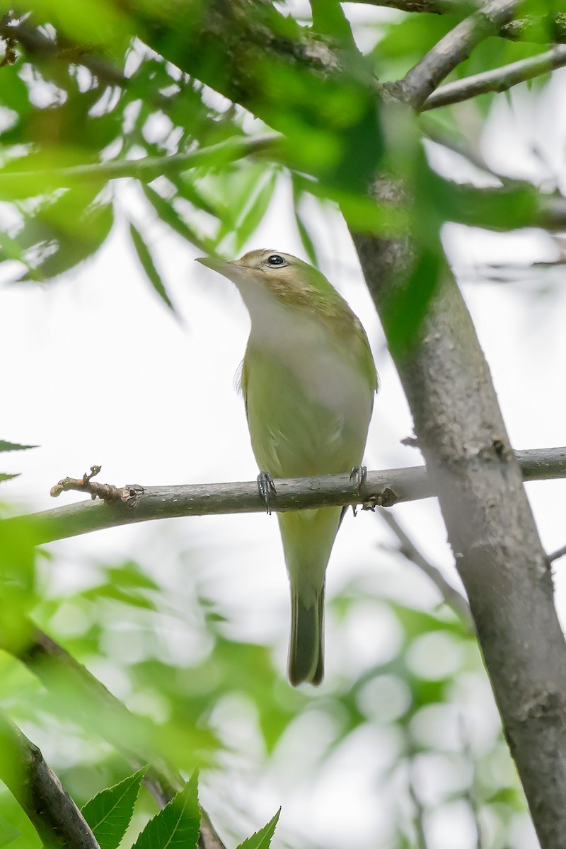 Warbling Vireo - Mike Cameron