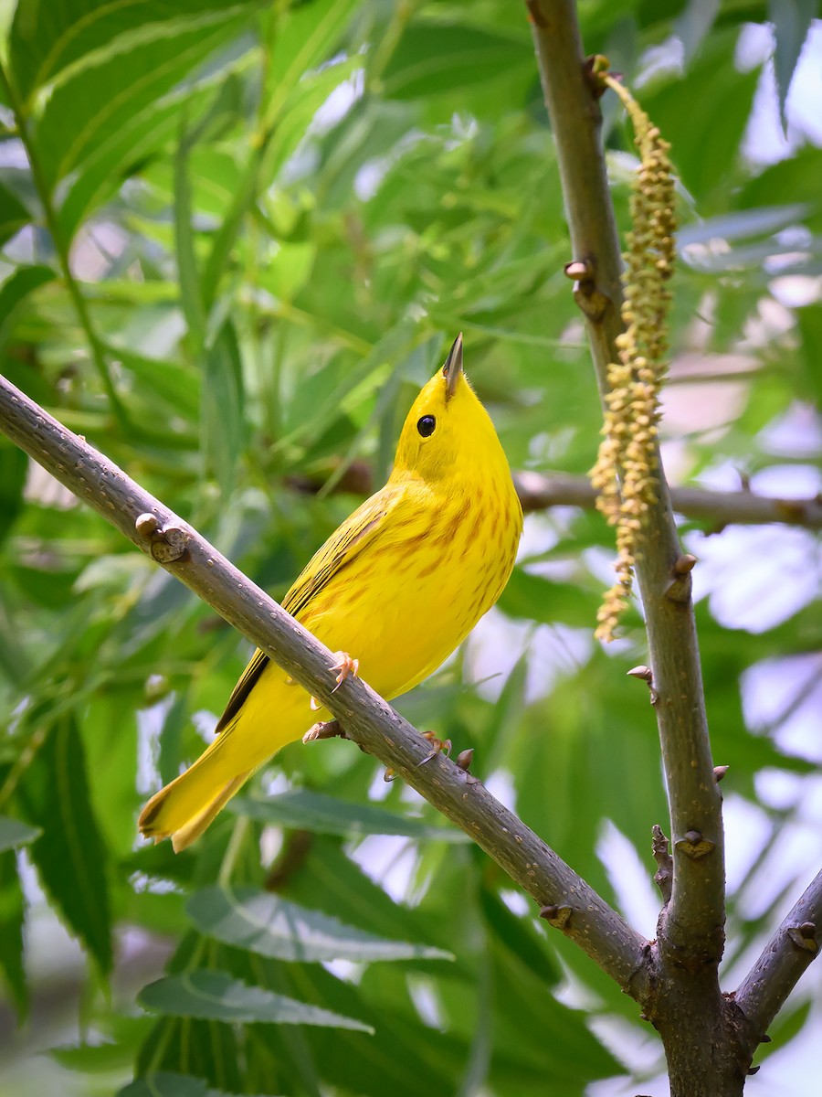 Yellow Warbler - Mike Cameron