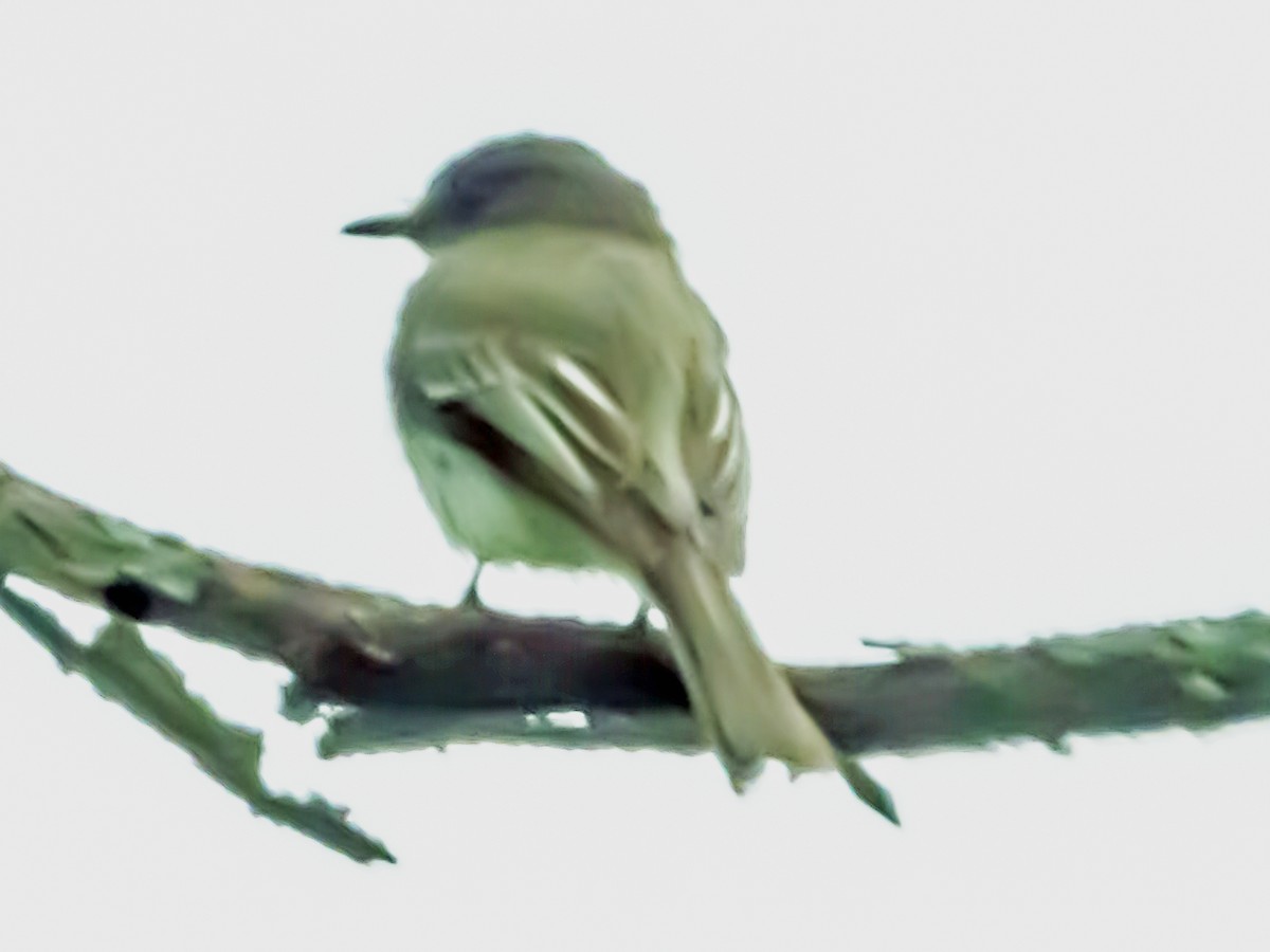 Least Flycatcher - ML618195945