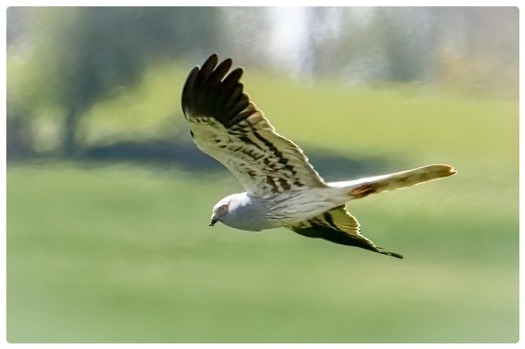 Montagu's Harrier - A W