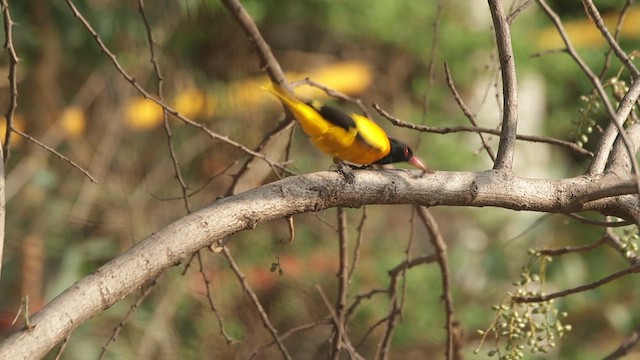 Black-hooded Oriole - ML618196020