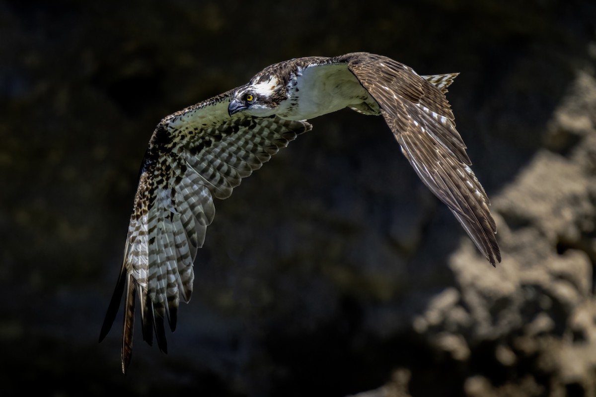 Osprey - ML618196023