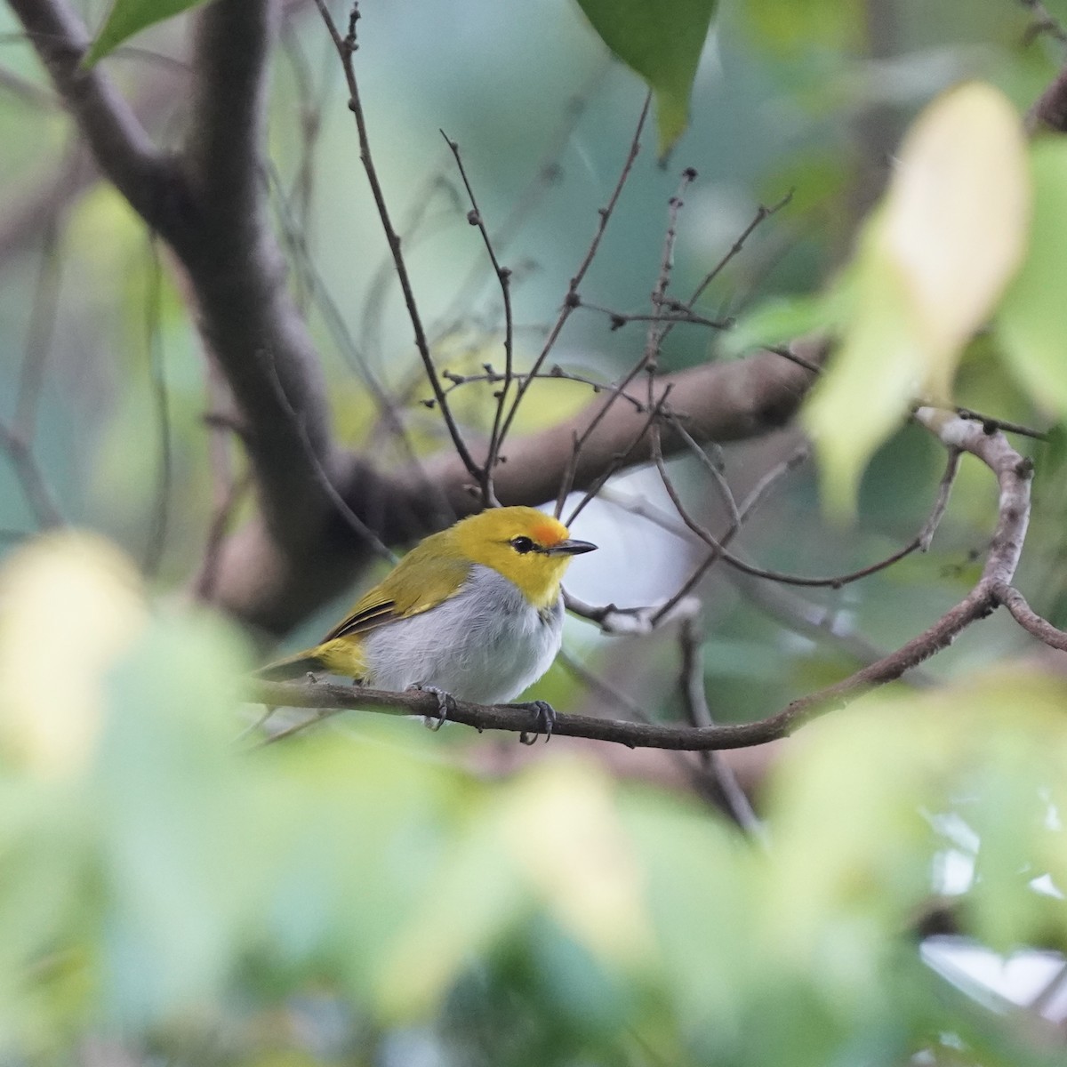 Yellow-spectacled White-eye - Simon Thornhill