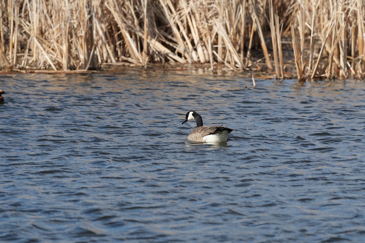 Canada Goose - Jamie Schmidt