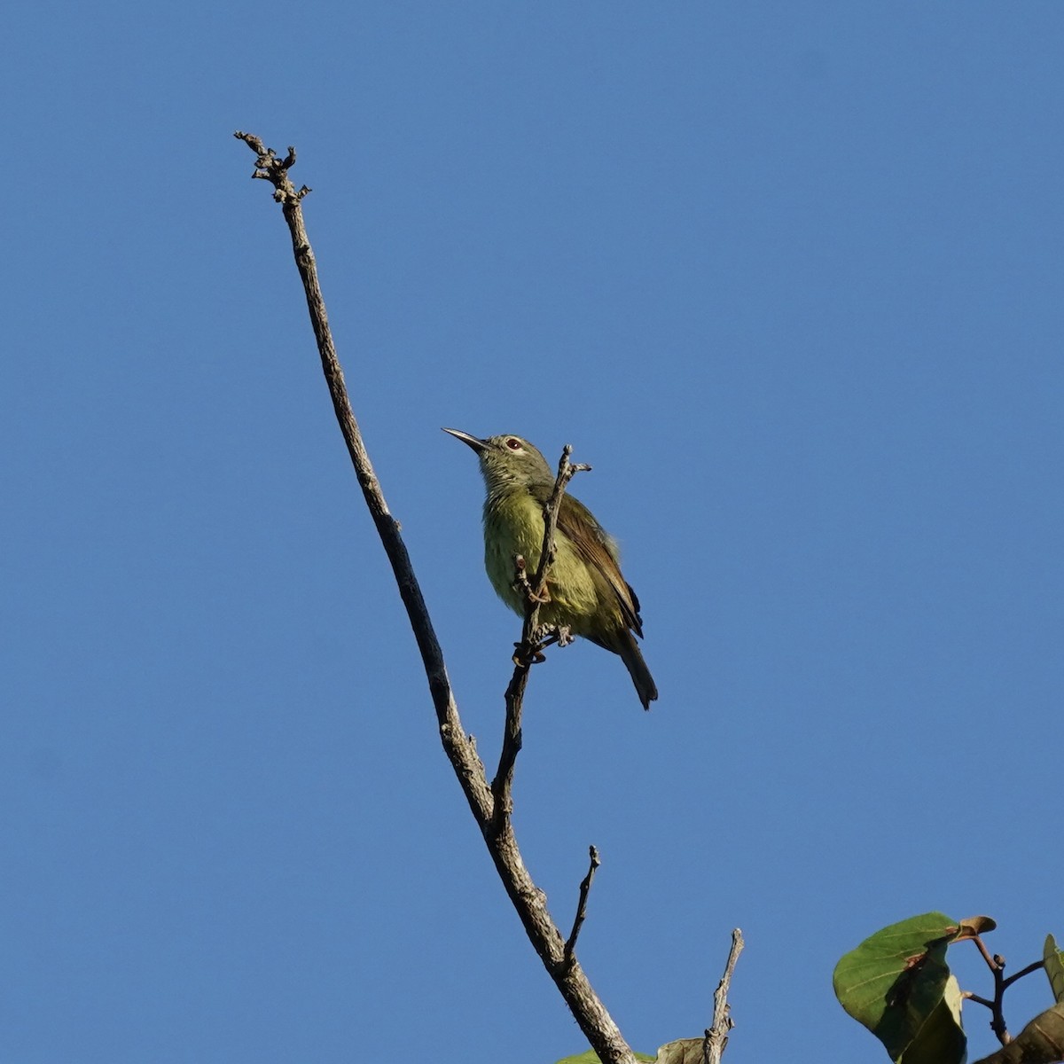 Apricot-breasted Sunbird - Simon Thornhill