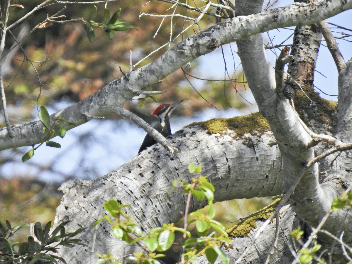 Pileated Woodpecker - ML618196088