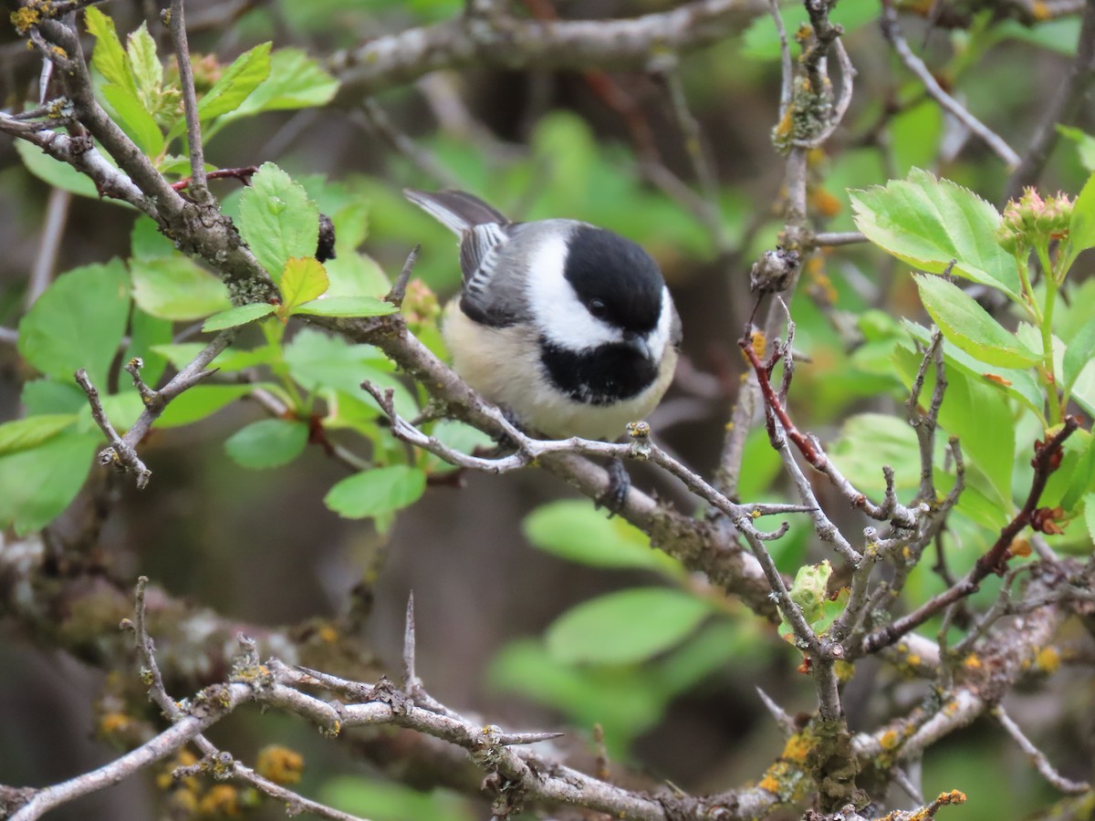 Mésange à tête noire - ML618196089