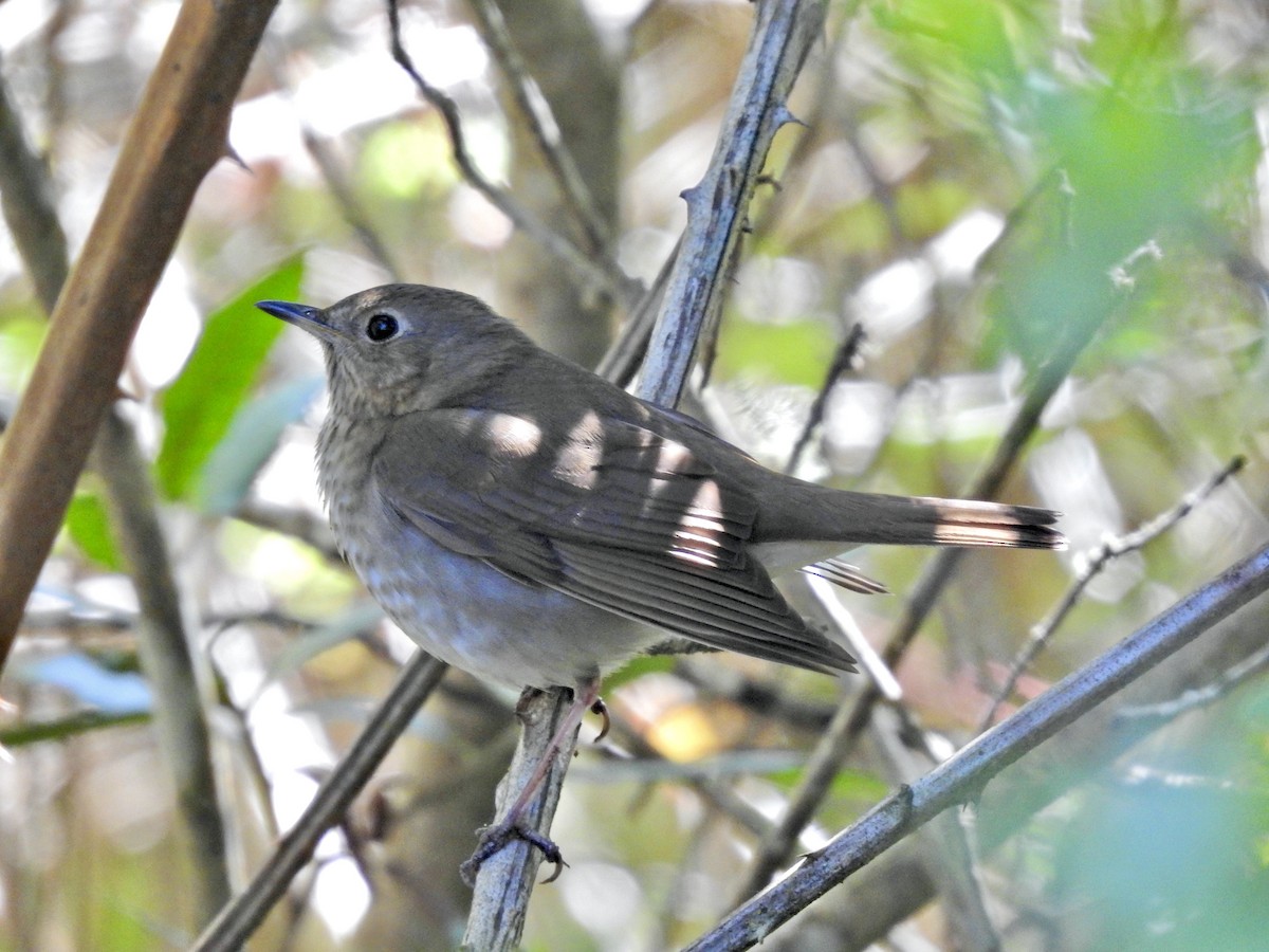 Swainson's Thrush - Sam Talarigo