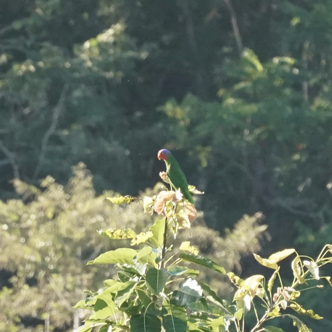 Red-cheeked Parrot - Simon Thornhill