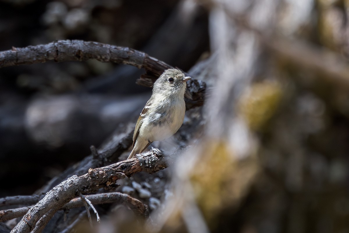 Huttonvireo - ML618196115