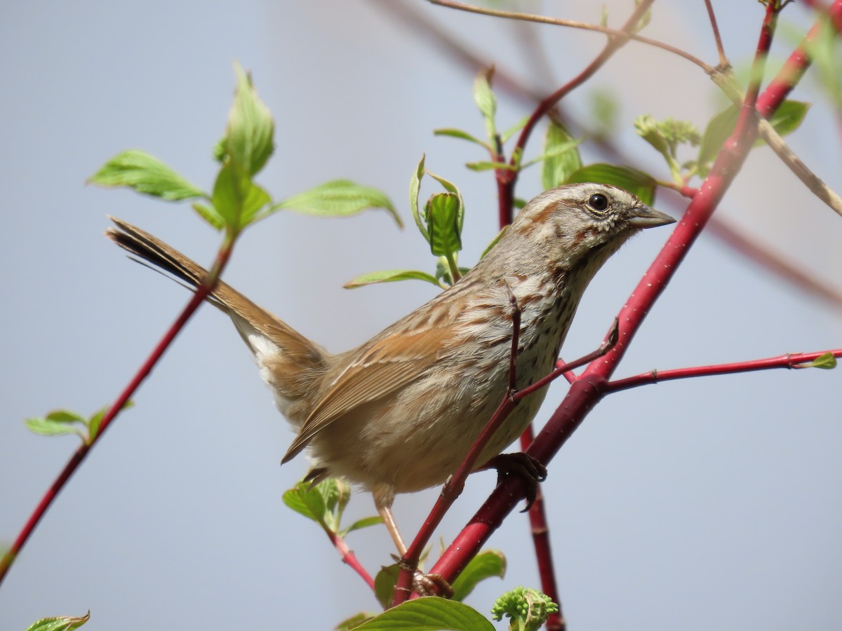 Song Sparrow - Trent   Bray