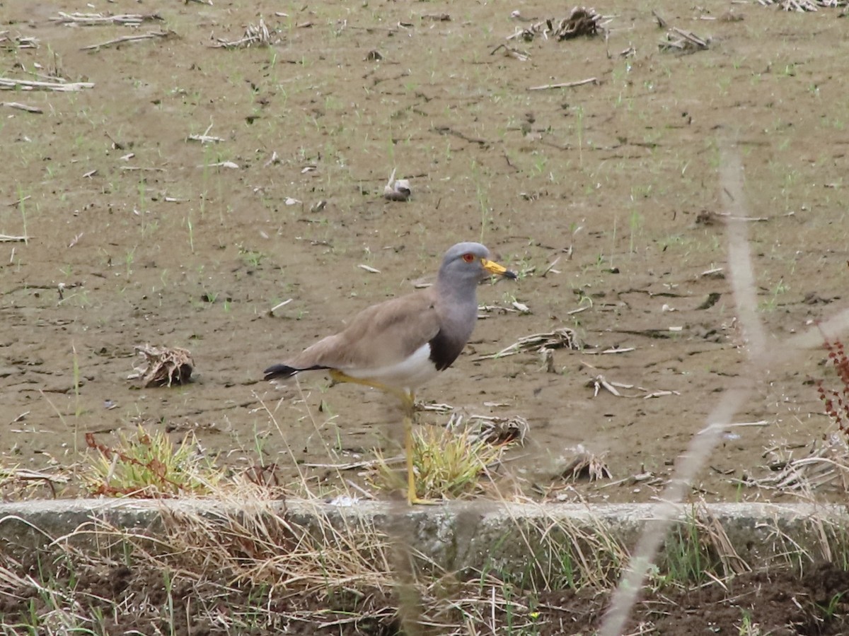Gray-headed Lapwing - Anonymous