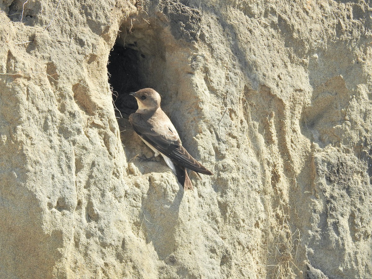 Northern Rough-winged Swallow - Sam Talarigo