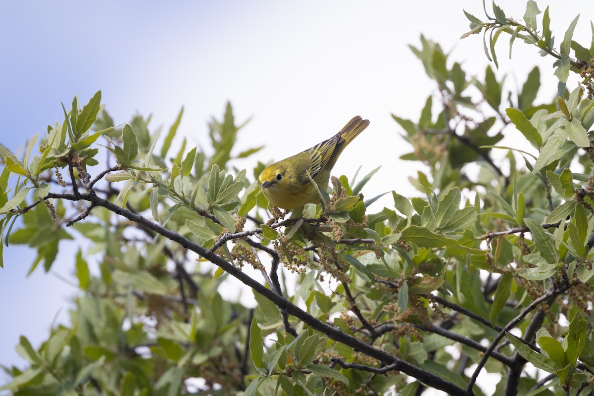 Yellow Warbler - Dave Brooke