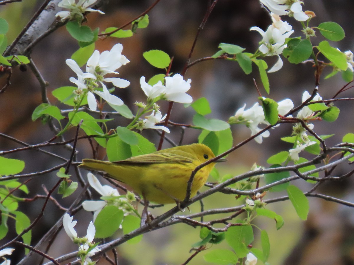 Yellow Warbler (Northern) - Trent   Bray