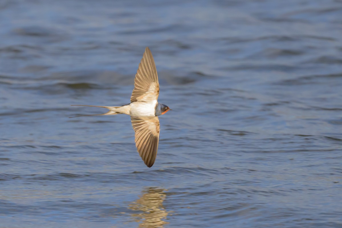 Barn Swallow - ML618196202