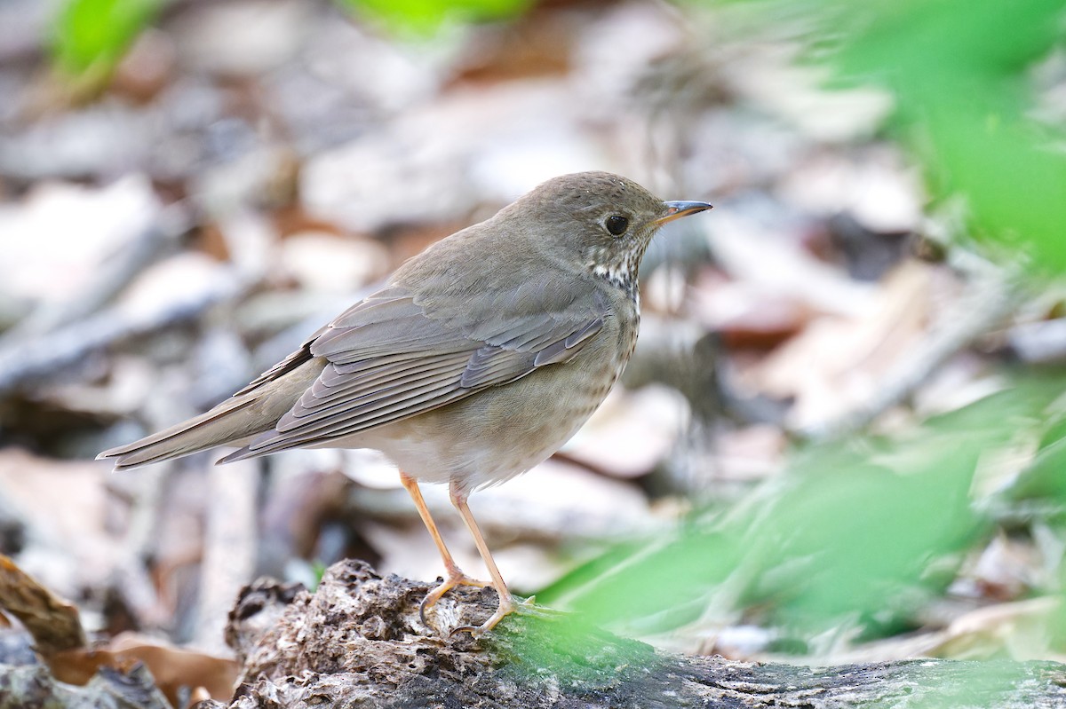 Gray-cheeked Thrush - ML618196203