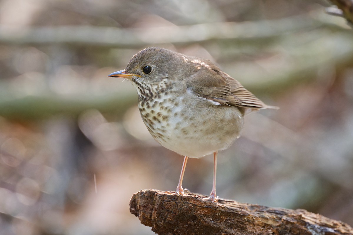 Gray-cheeked Thrush - ML618196204