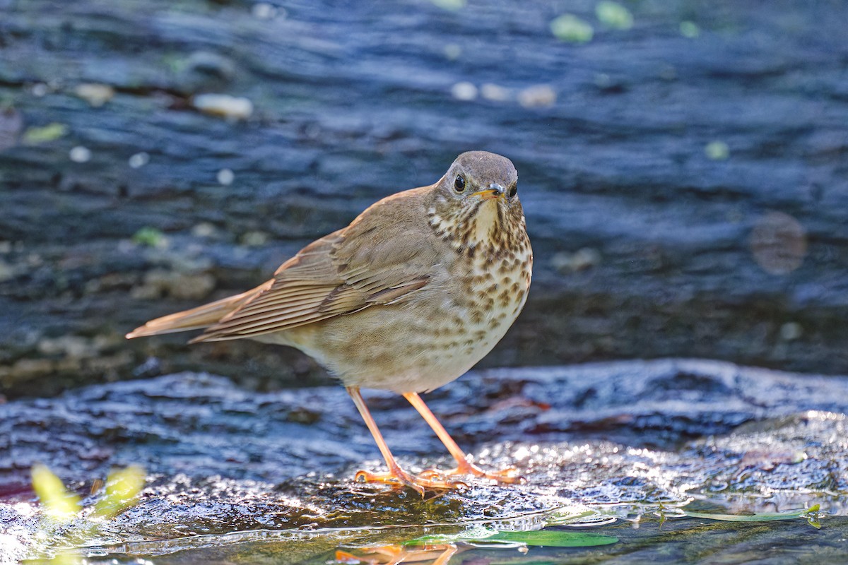 Gray-cheeked Thrush - ML618196205