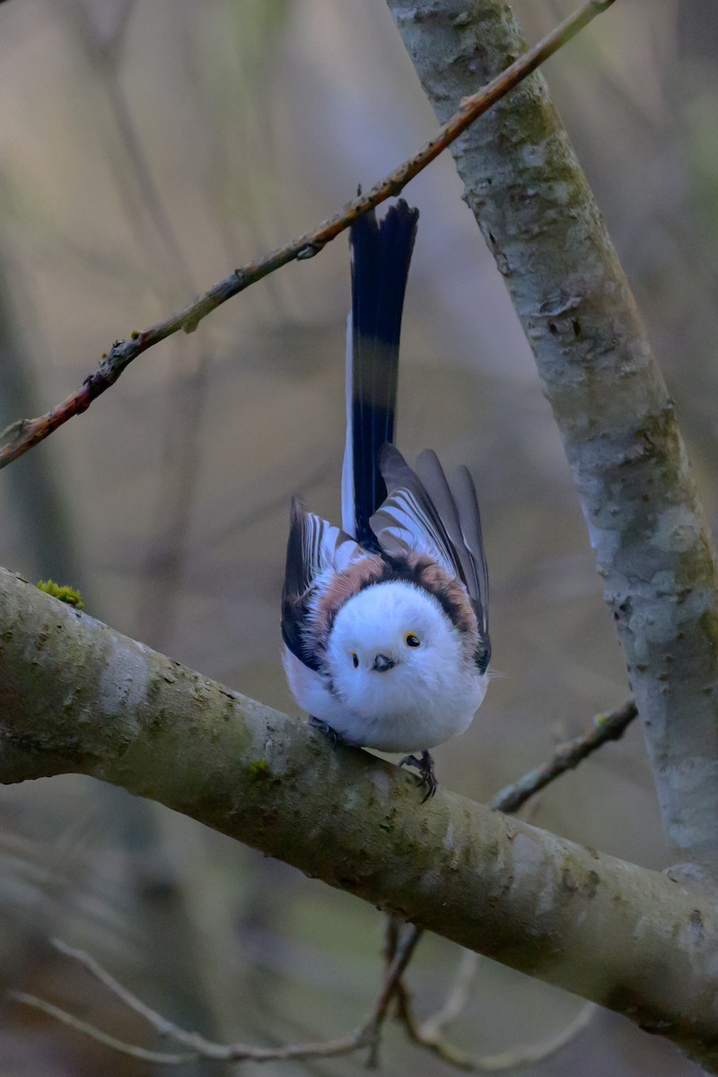 Long-tailed Tit - ML618196215