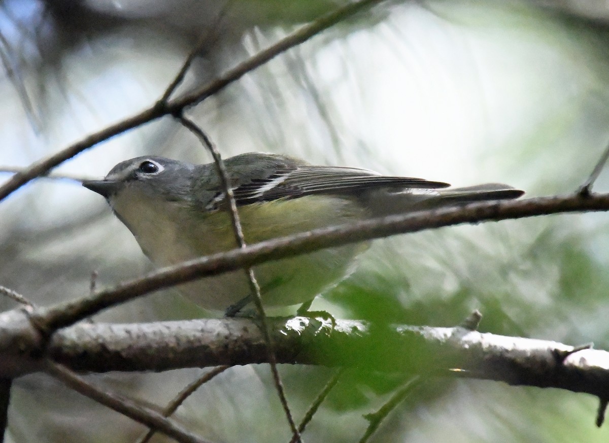 Cassin's Vireo - Richard Taylor