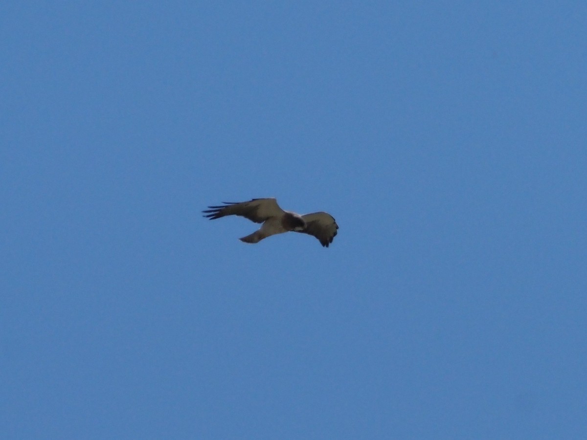 Northern Harrier - Robert Kemper