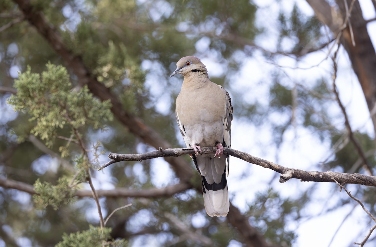 White-winged Dove - Timo Mitzen