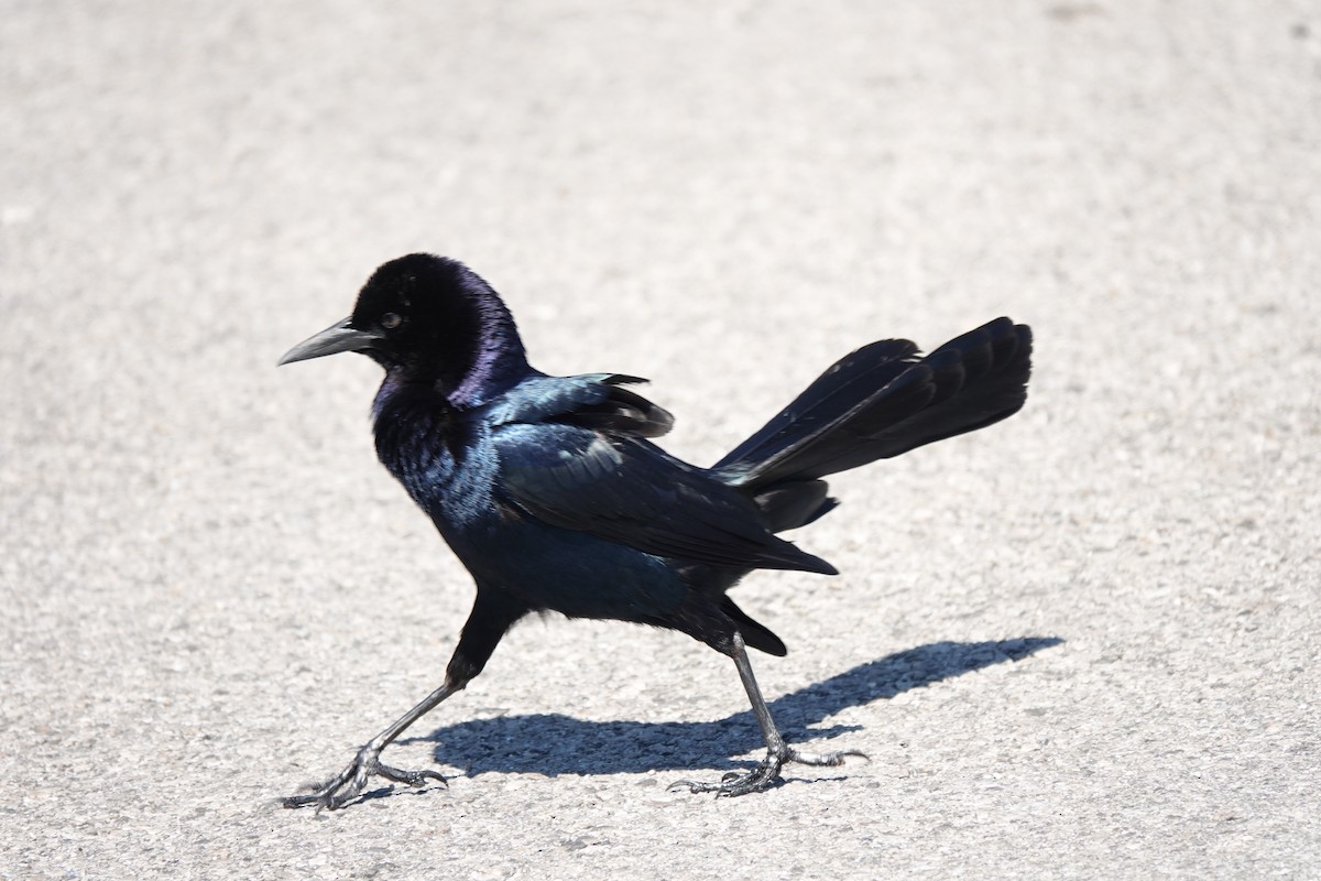 Boat-tailed Grackle - Bob Greenleaf