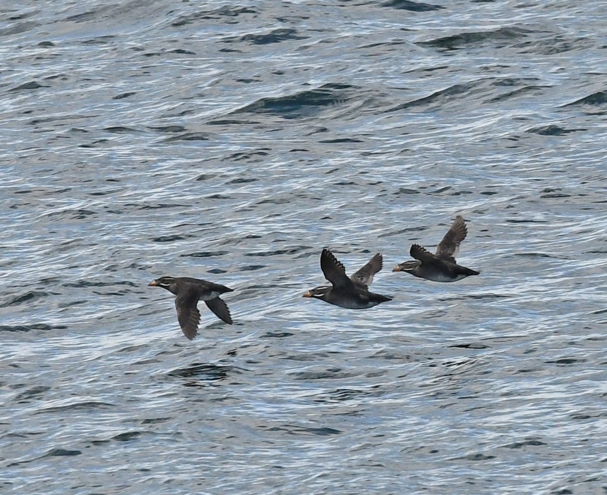 Rhinoceros Auklet - Richard Taylor