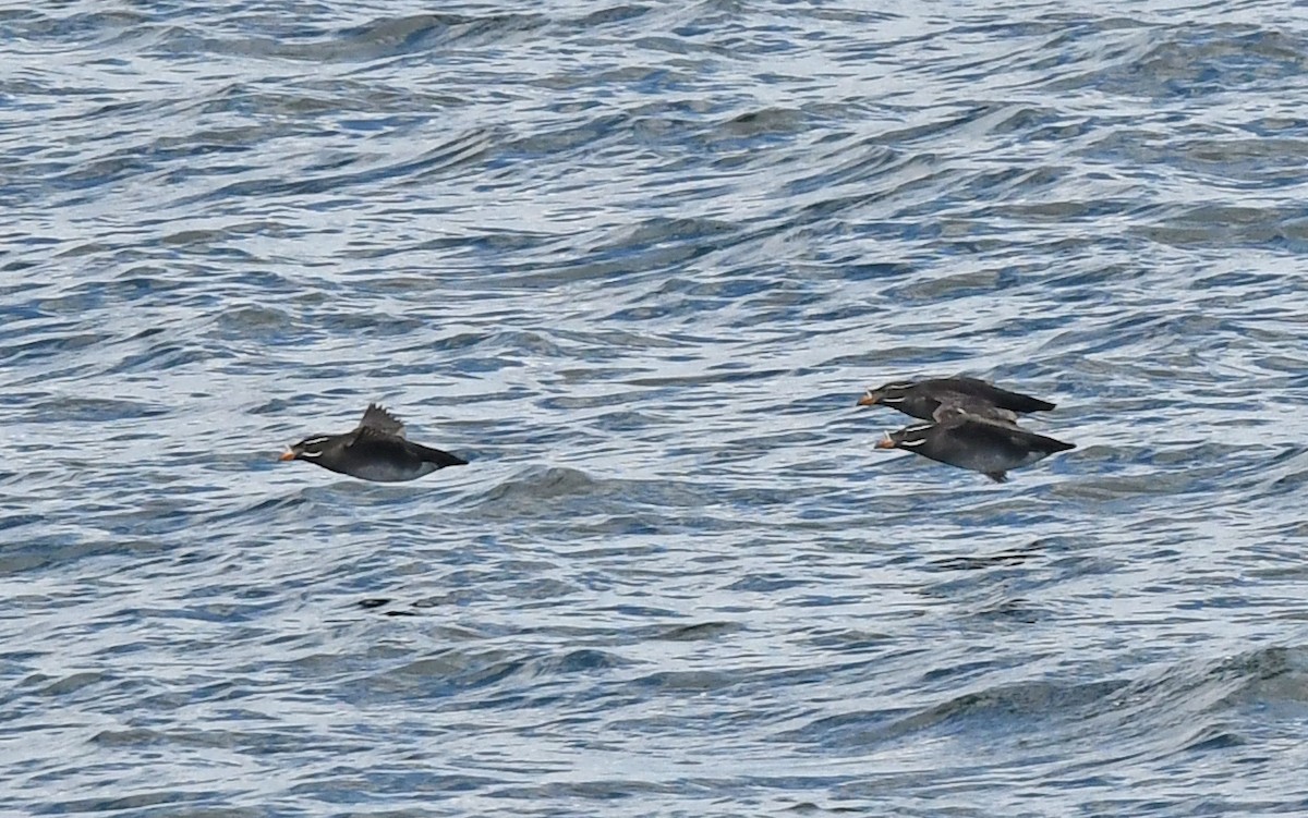 Rhinoceros Auklet - ML618196274