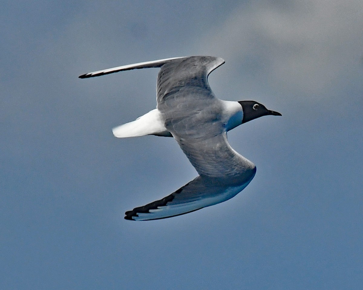 Mouette de Bonaparte - ML618196280